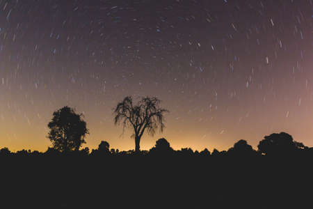 night, stars, galaxy, trees, plant, nature, silhouette