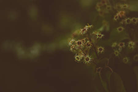 dark, blur, bokeh, flower, plants
