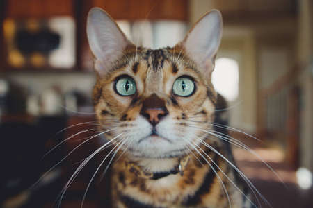 cat, kitten, animal, pet, inside, house