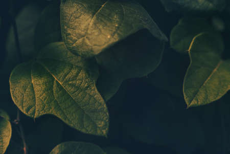 green, leaf, plant, nature