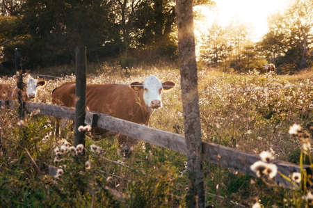 green, grass, flower, outdoor, nature, plant, garden, woods, cow, cattle, calf, outdoor