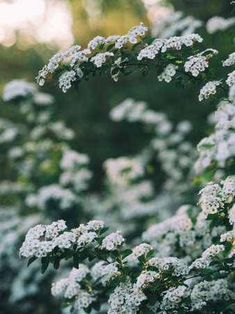 white, flower, tree, plant, nature, blur, garden
