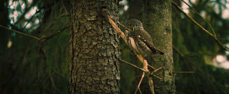owl, bird, animal, pet, wildlife, wood, tree, plant, forest