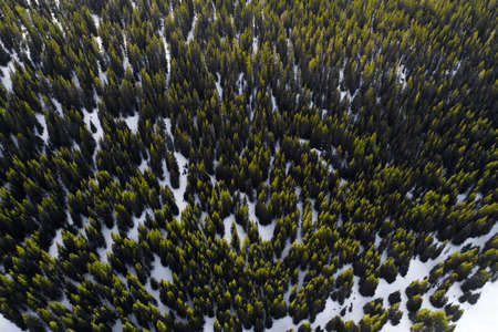 green, trees, plant, nature, forest, outdoor, snow, winter