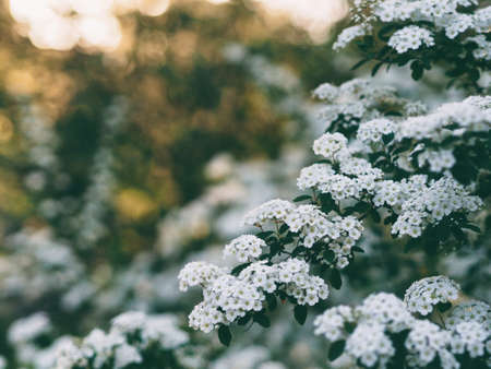 white, flower, tree, plant, nature, blur, garden