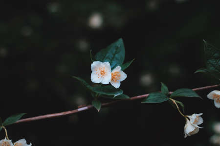 white, flower, green, leaves, nature, plant, dark, branch