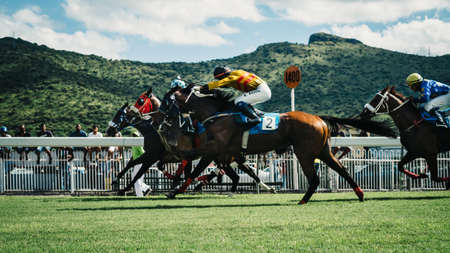 green, field, grass, animal, horse, racing, sport, game, people, ride, men, cowboy, landscape,...