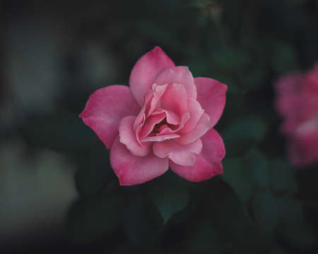 pink, flower, bloom, petal, leaf, plant, nature, green, blur