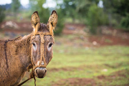 donkey, horse, animal, green, grass, blur, trees, plant, nature, forest