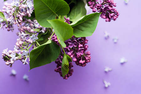 purple, flower, bloom, blossom, green, leaf, petals