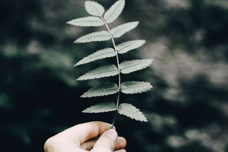 green, leaf, plant, nature, blur