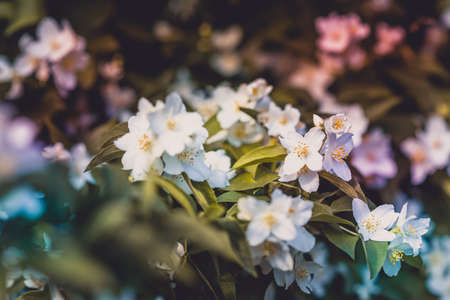 flower, bloom, petal, nature, plant, blur, garden, outdoor, tree