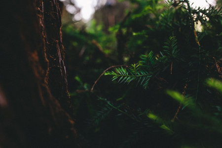 green, leaf, plant, nature, forest, wood, blur