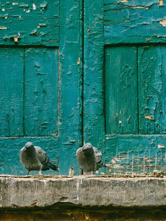 pigeon, dove, bird, animal, outside, wooden, door