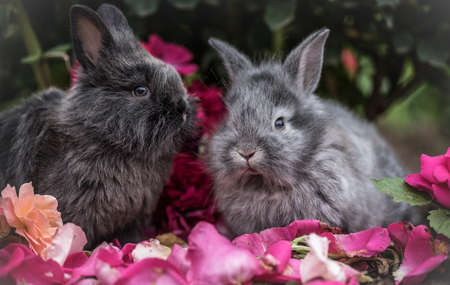 rabbit, pet, animal, flowers, outside, trees, plants, nature