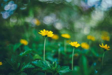 green, leaf, flowers, bloom, blossom, garden, farm, field, nature, blur, bokeh, outdoor