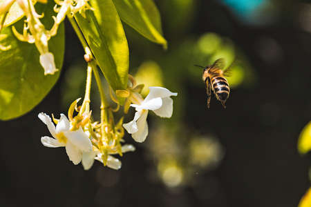bee, insect, animal, flower, plant, petal