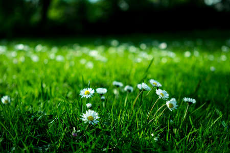 green, grass, grassland, field, lawn, outdoor, landscape, nature, beautiful, flowers
