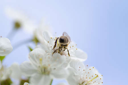 white, flower, blossoms, bloom, garden, petals, insect, bee, animal