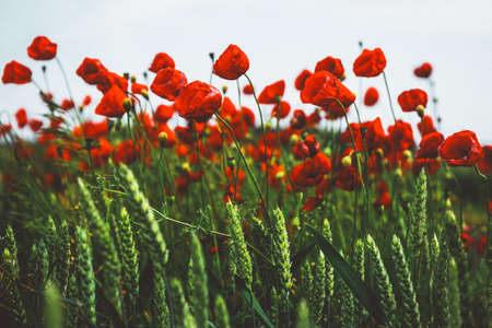 red, petals, flowers, bloom, blossom, green, leaf, garden, field, farm, outdoor