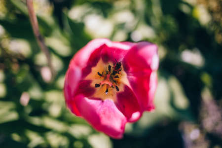 pink, petals, bloom, nature, garden, bokeh, blur
