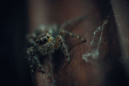 creepy, animal, insect, outdoor, spider, blur, spiderweb, macro