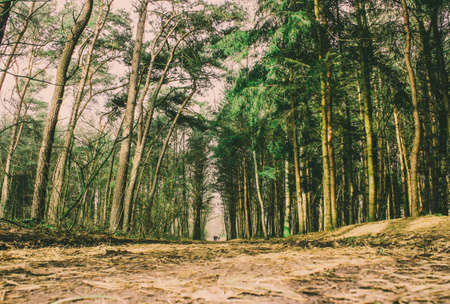 landscape,  woods,  forrest, trees, green, nature, adventure, trail, ground, hiking