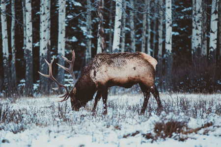 animal,  winter,  cold,  snowing,  snow,  antler,  wildlife,  mammal,  outdoors,  nature,  frosty, ...