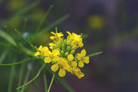flower, nature, yellow, summer, green