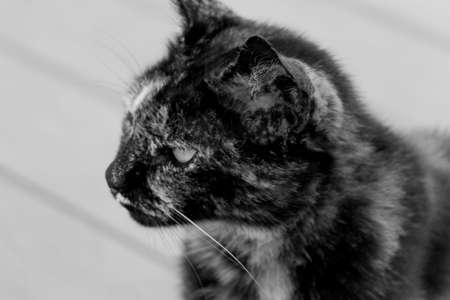 cat, pet, animal, black and white, whiskers