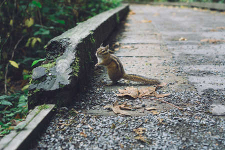 Squirrel,   nature,   seeds,   green,   canada,   British Columbia,   food, road, pavement, animal,...