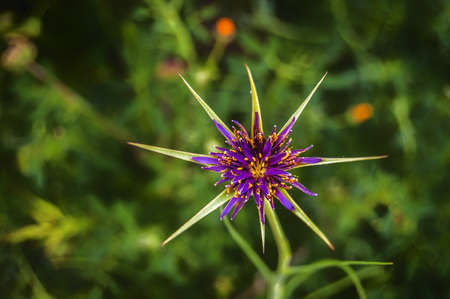 nature,  flower, leaves, spring, bloom