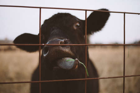 cow,   eat,   grass,   animal,   farm,   funny,   ranch