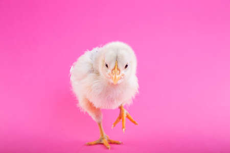chick,  pink,  background,  wallpaper,  hd,   wallpaper hd,  animals,  bird,  chicken,  small