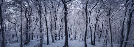 snow,   forest,   winter,   cold,   woods,   ice,   panoramic,   trees