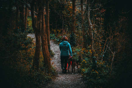 woman,  hike,  forest,  woods,  animal,  pet,  tree,  trail,  walk,  dog,  labrador