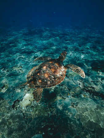 diving,  snorkeling,  turtle,  ocean, sea turtle, sea, water, underwater, travel, vacation, holiday