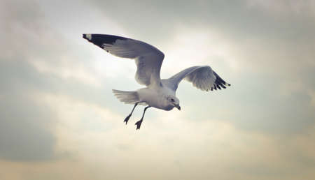 flying,   seagull,  bird,  nature,  animals,  swoop,  sea