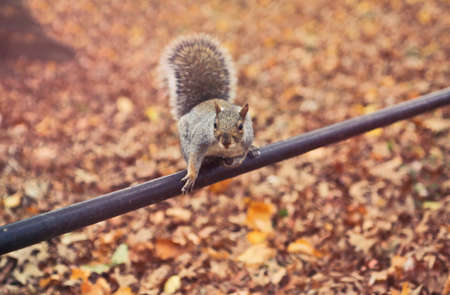 squirrel,  startled,  pole,  animal,  leaves,  autumn,  tail,  fur