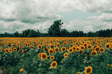 sunflower,  field,  summer,  spring,  yellow,  flower,  fauna,  nature,  cloudy,  sky,  trees,  farm