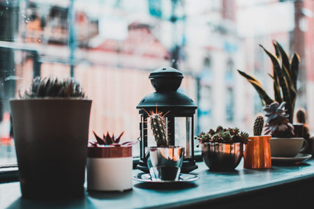 lantern,  plants,  window,  sill,  house,  home,  garden,  city,  candle,  cactus,  flowers,  nature