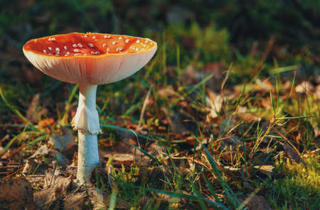red,  mushroom,  garden,  close-up,  fungi,  fungus,  yard,  grass,  nature