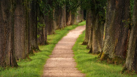 park,  trees,  path,  walk,  hike,  green grass,  woods,  forest,  nature,  scenic,  rows