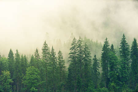 misty,  morning,  forest,  green,  mountain,  nature,  tall,  rain,  clouds,  view,  scenery