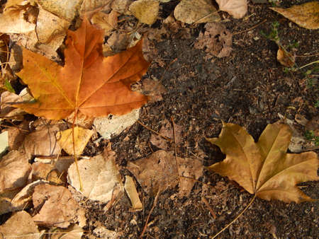 autumn,   city,   park,   background,   fall,   nature,   bench,   garden,   yellow,   leaf,  ...