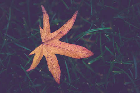 autumn,   leaf,   grass,   green,   ornage,   alone,   fall,   autumn leaf,   ground,   maple leaf, ...