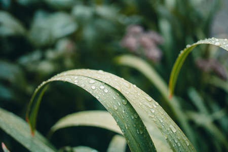plants,  water,  droplets,  rain,  nature,  leaves,  vegetation,  spring,  summer,  environment, ...