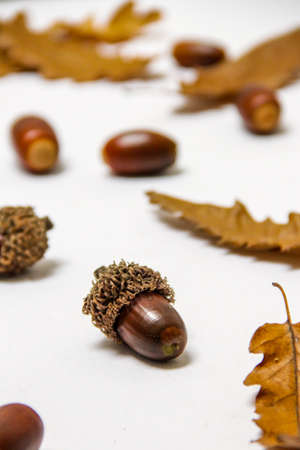oak,  leaves,  acorns,  close up,  fall,  autumn,  foliage,  season,  bokeh,  nature,  natural, ...