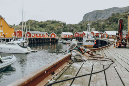 norway, fishing, village, lofoten, seagulls, buildings, boats, water, mountains, travel, tourism,...