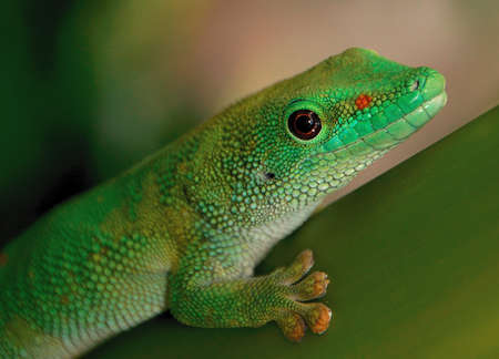 green,  gecko,  close up,  macro,  wildlife,  eyes,  animals,  reptile,  pet,  nature,  tropical, ...